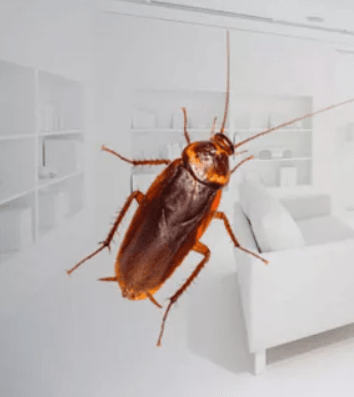 уничтожение тараканов