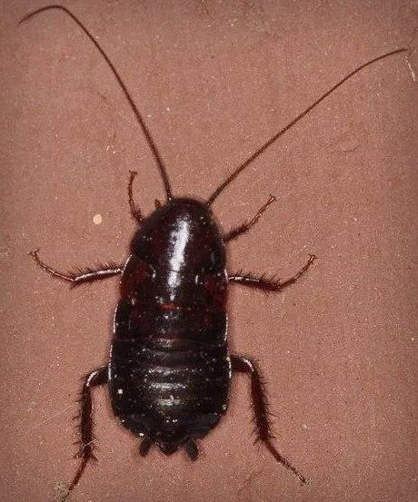 уничтожение тараканов